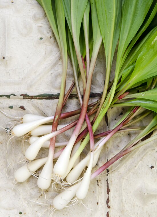 Wild Leek & Potato Soup | A Dash of Compassion