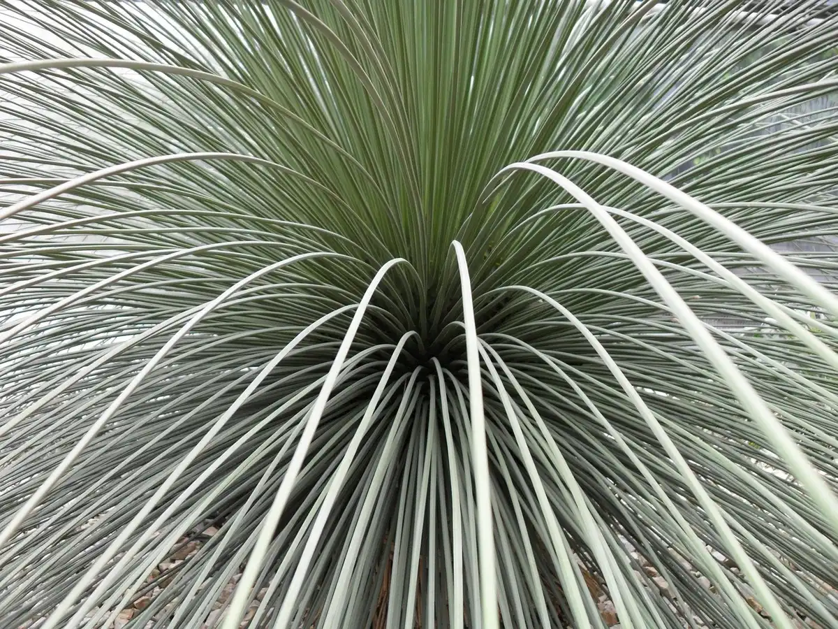 Dasylirion plant in bright daylight, source of sotol